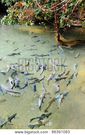Soro Brook Carp Fish