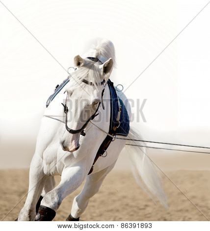 White Horse Portrait Coaching In Hands
