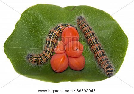 Caterpillar on a leaf caprioli, isolated white background.