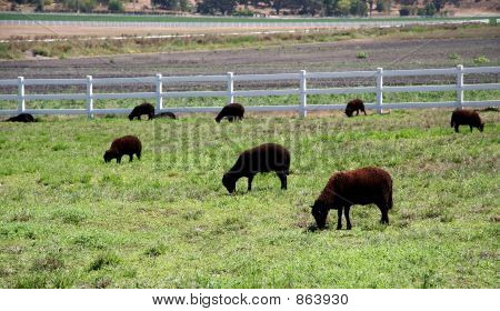 แกะ grazing