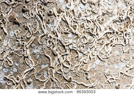 Encrustation Of The Sea