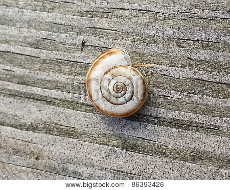 Shell