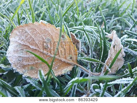 Grass