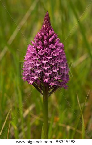 Pyramidal Orchid - Anacamptis Pyramidalis