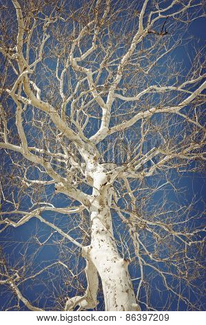 American Sycamore