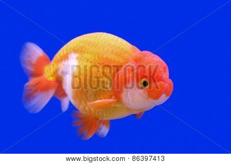 Ranchu Or Lion Head Goldfish
