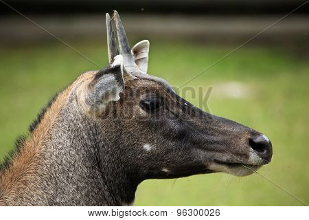 Nilgai (Boselaphus tragocamelus), also known as the nilgau or blue bull. Wildlife animal. 