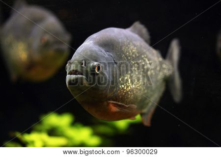 Red-bellied piranha (Pygocentrus nattereri), also known as the red piranha. Wildlife animal. 