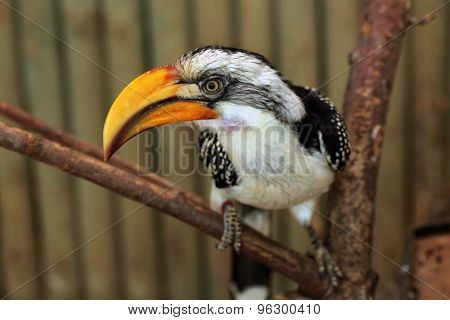 Eastern yellow-billed hornbill (Tockus flavirostris), also known as the northern yellow-billed hornbill. Wildlife animal. 