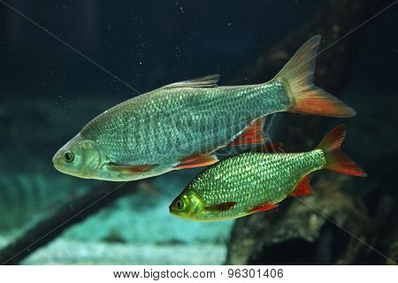 Common rudd (Scardinius erythropthalmus). Wildlife animal. 