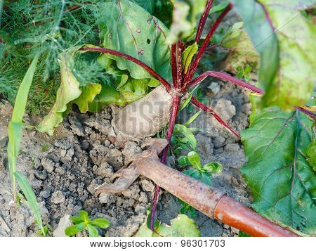 Spudding Of Red Beet On Garden Bed