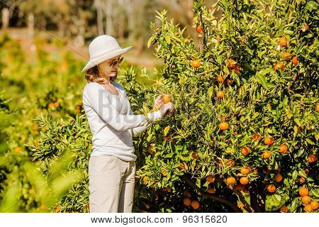 Caucasian girl harvesting mandarins and oranges in organic farm