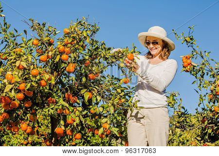 Caucasian girl harvesting mandarins and oranges in organic farm