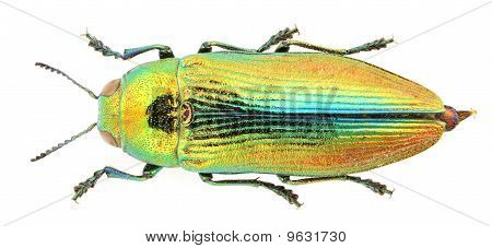 Euthyrea