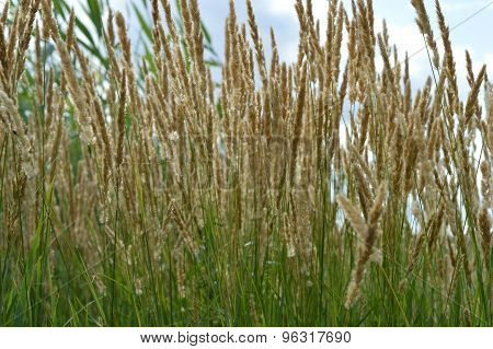 ears of grass against the blue sky