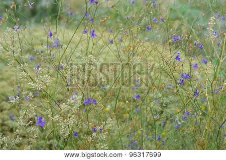 wildflowers
