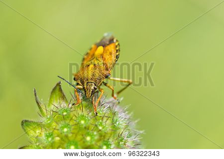 Yellow Shield Bug.
