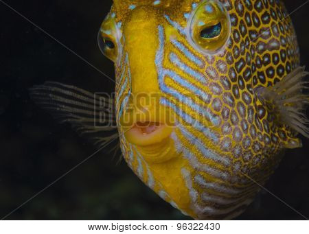 Ornate Cowfish (male)