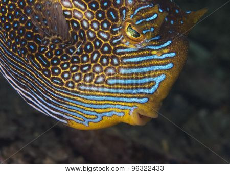 Ornate Cowfish (male)