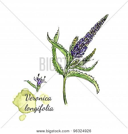 PrintMedecenal herb - Veronica longifolia. Watercolor botanical illustration. Vector artwork