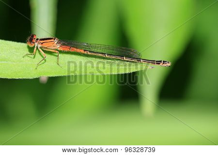 Eastern Forktail Damselfly female