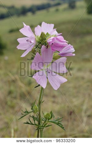 Musk Mallow