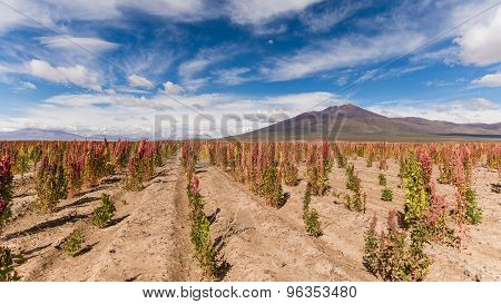 Quinoa Fields In The South American Altiplano In Bolivia