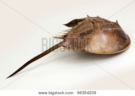 Horseshoe Crab