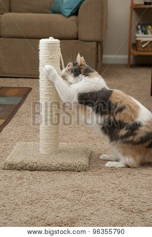 Cat scratching showing room
