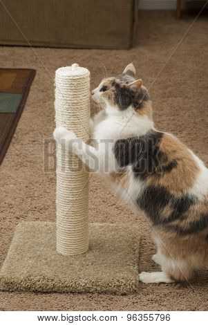 Cat scratching
