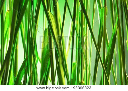 Green reeds background