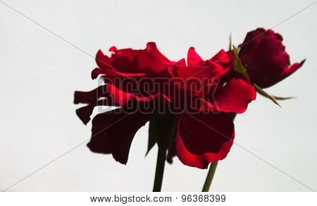 Red rose