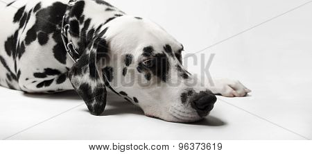 Dalmatian Dog Misses
