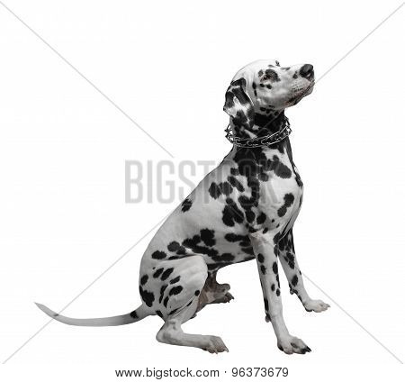 Dalmatian dog sitting isolate