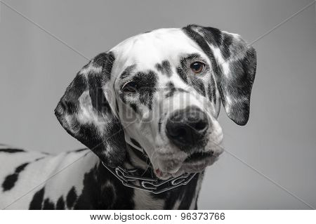 Dalmatian black and white