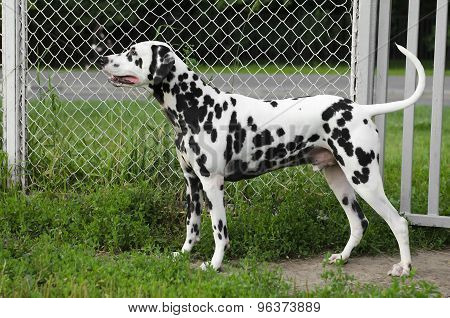 Dalmatian dog