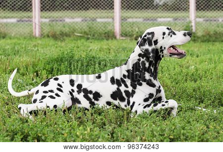 Dalmatian dog