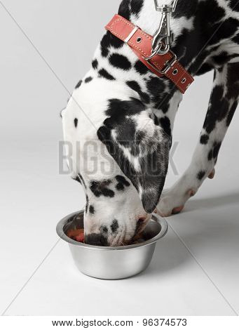 Dog eat dalmatian