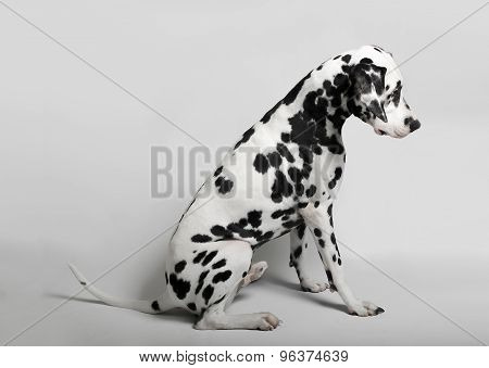 Dalmatian admitted his guilt