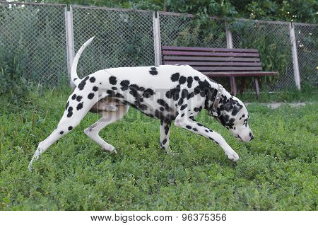 Dalmatian Dog Black And White