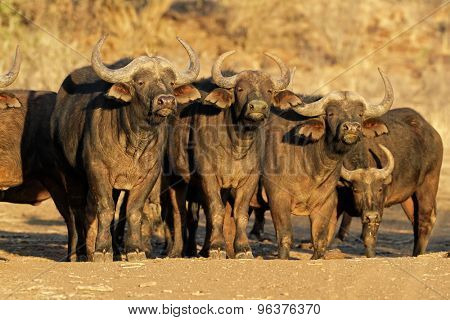 African or Cape buffaloes (Syncerus caffer), South Africa