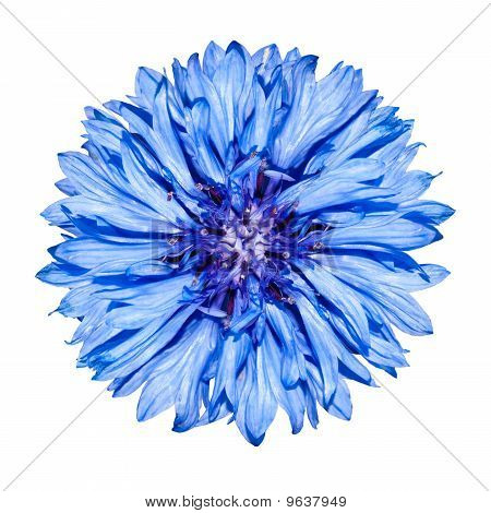 Blu testa di fiore Fiordaliso - Centaurea Cyanus isolata On White