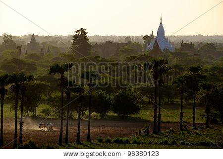 Sunrise View Of Landscape And Agriculture Fields With Temples, Bagan, Myanmar
