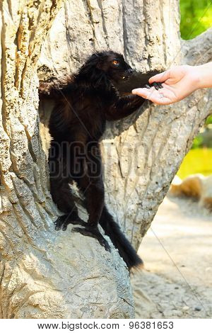 Black lemur