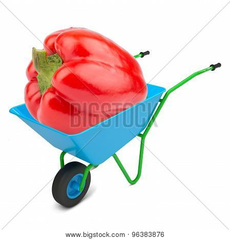 Sweet pepper in hand-barrow