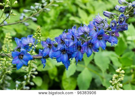Bright Blue Delphinium Bloom In The Garden
