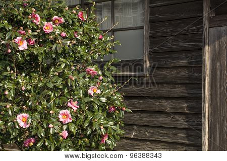 Pink camellia sasanqua