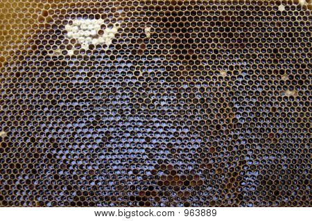 Honig