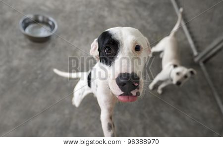 Hungry Dog