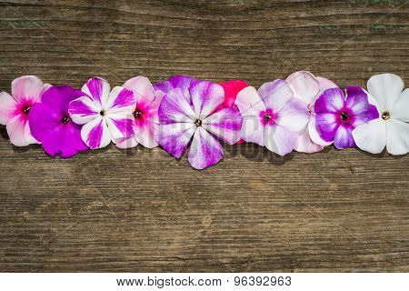 Row Pf Flowers Phloxes On A Wooden Background, Closeup Top View With Copy Space For Your Congratulat